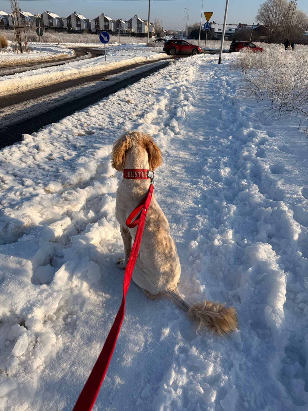 Customer photo review of Smycz z dodatkową rączką - Guard Leash Czerwona