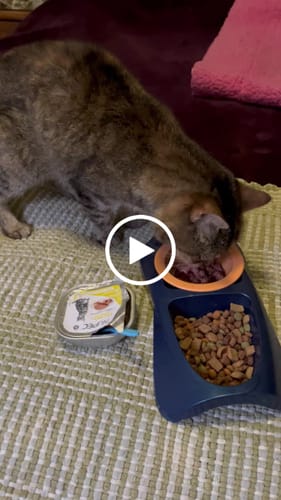 Customer video review of CT8440 1 Pieza De Alimento Humedo Con Pescado Y Arandanos