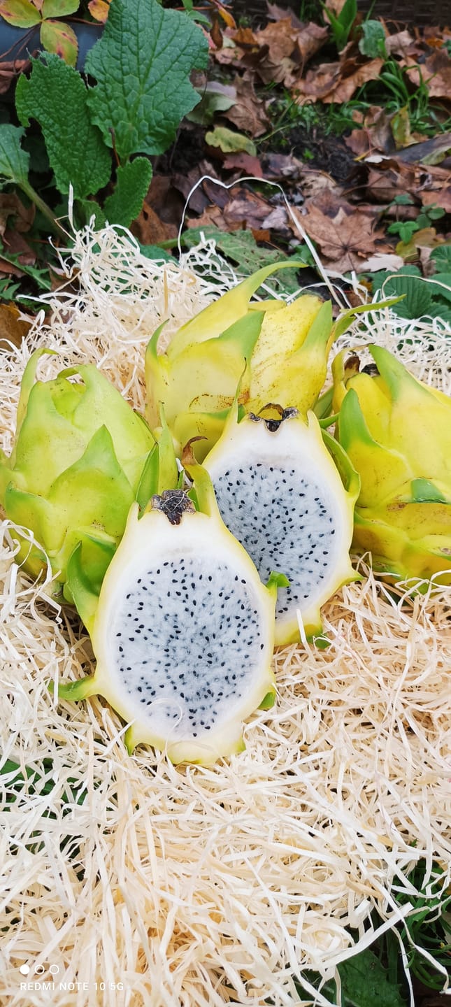 Customer photo review of Drachenfrucht gelb Bio von Salvador Retterbox