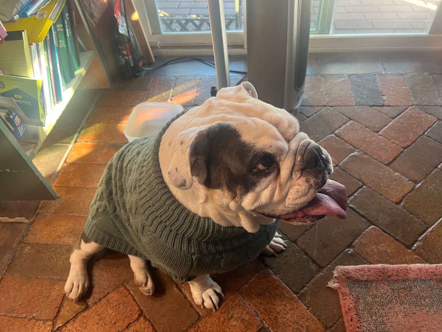 Customer photo review of Cable Knit Dog Sweater - Pine Green