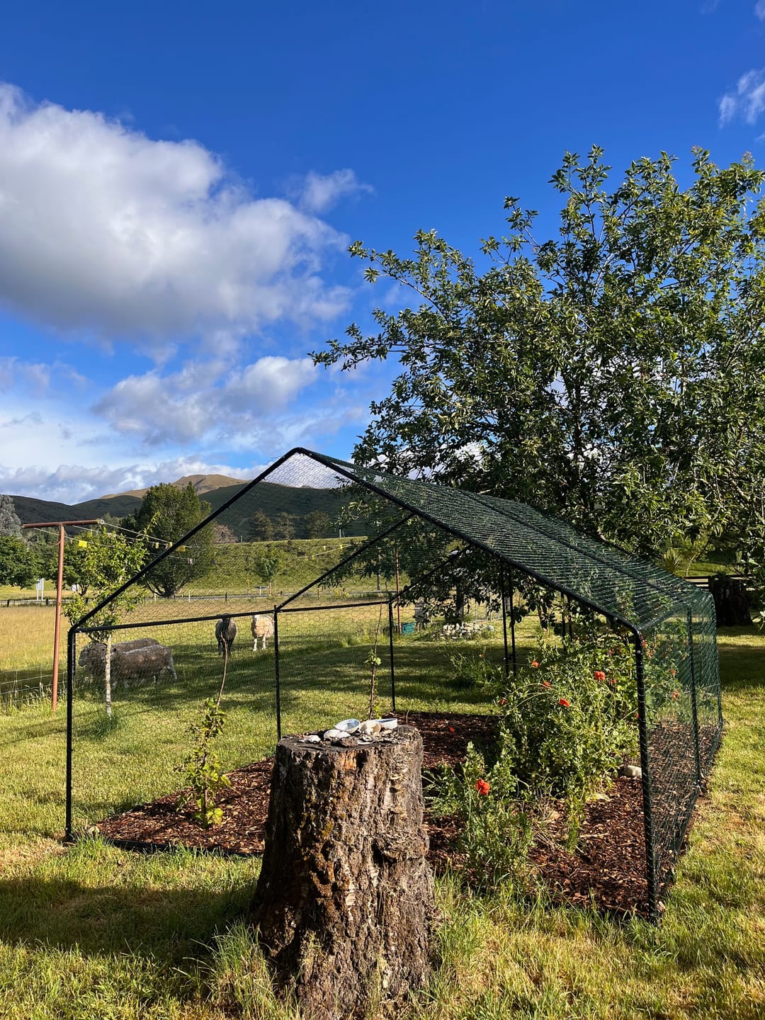 Customer photo review of Walk-In Chicken Coop Run with UV Cover - 300x400x200cm