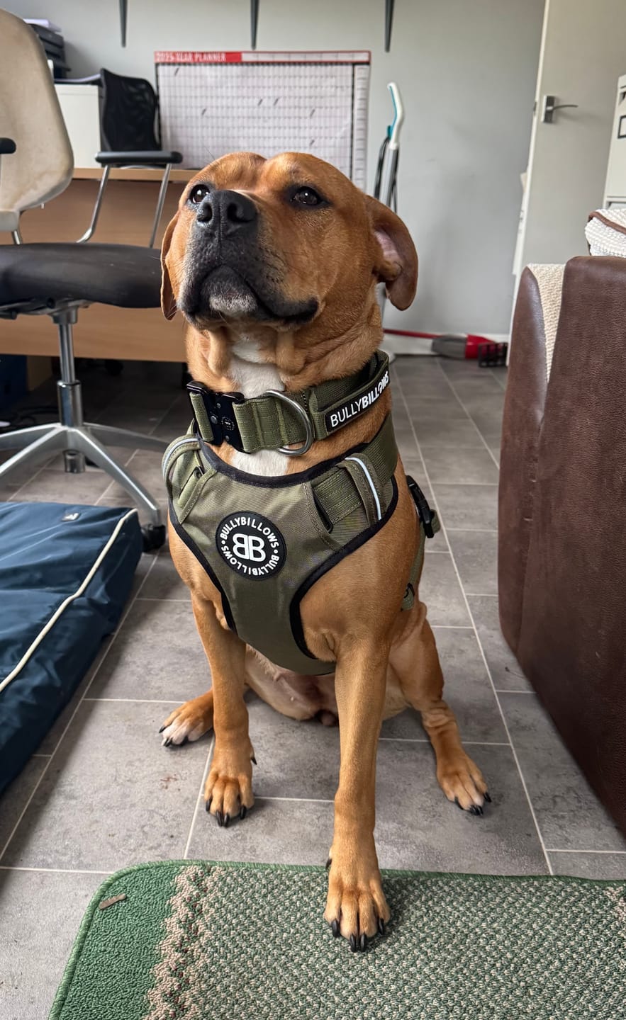Customer photo review of Comfort Premium Harness | Non Restrictive - Khaki