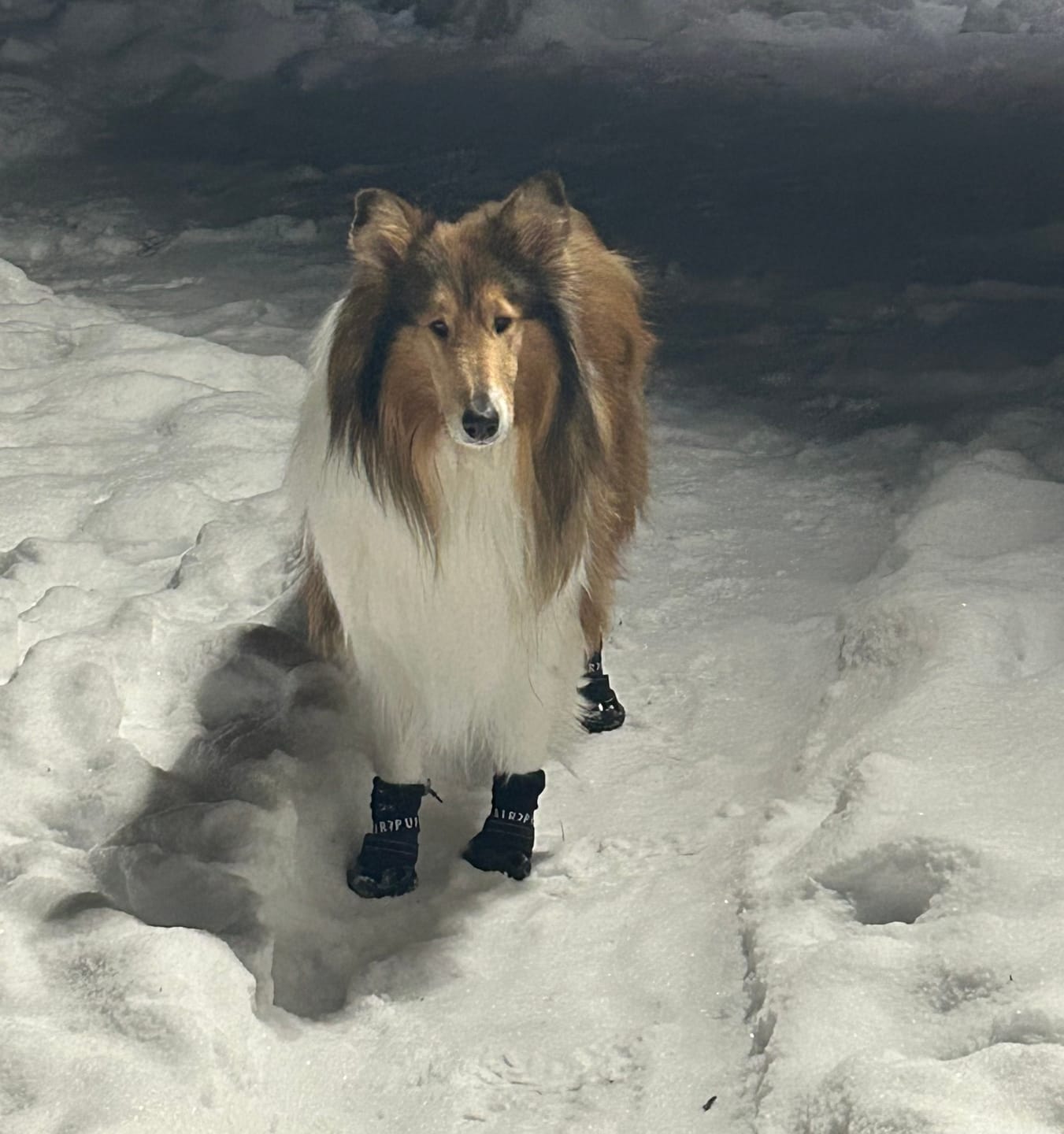 Customer photo review of AIR PUP DOG BOOTS - SET OF 4