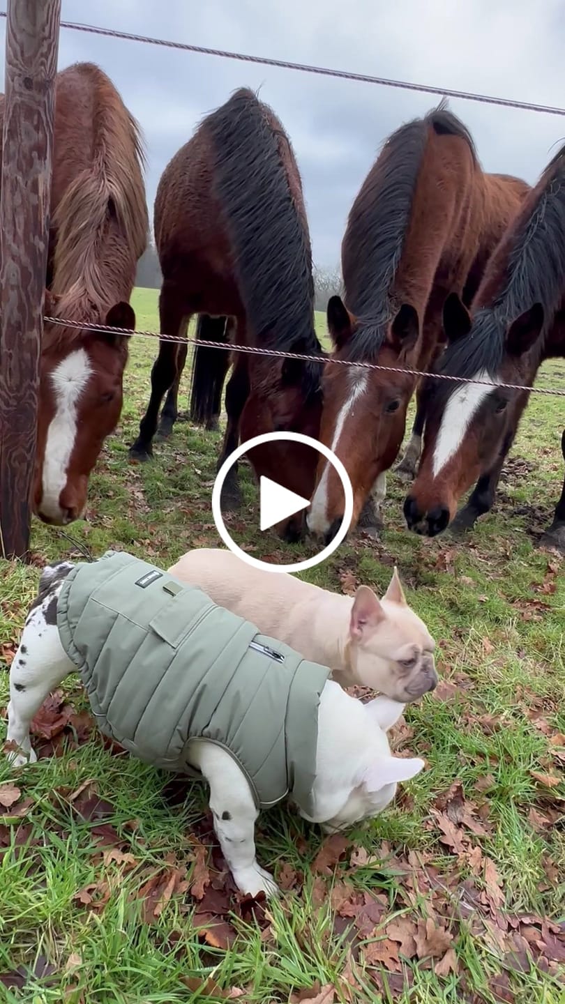 Customer video review of WarmShield Water-Resistant Jackets