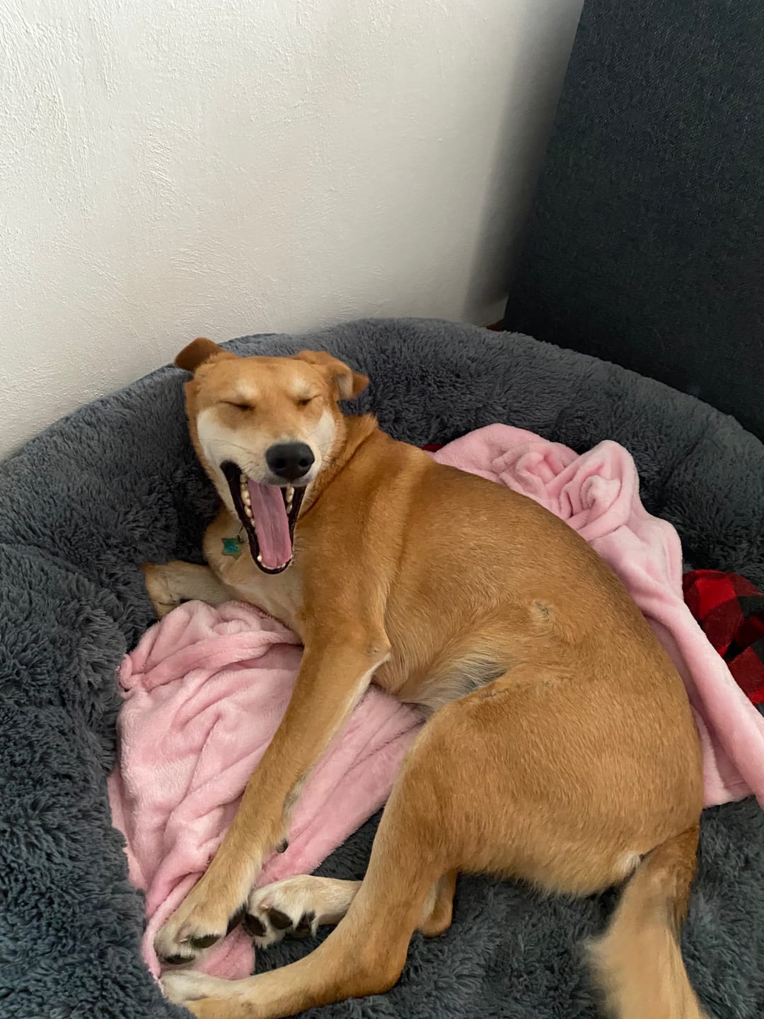 Customer photo review of Manta Relajante para Mascotas