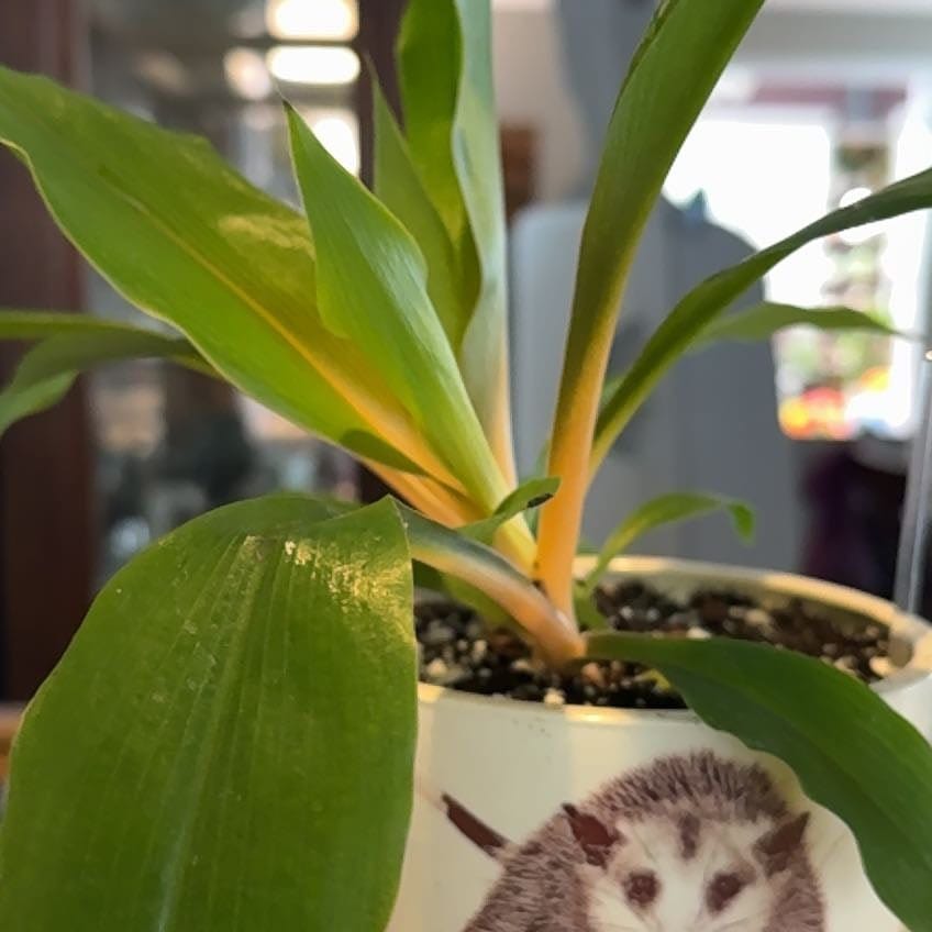 Customer photo review of Chlorophytum 'Fire Flash' 'Mandarin Orange'
