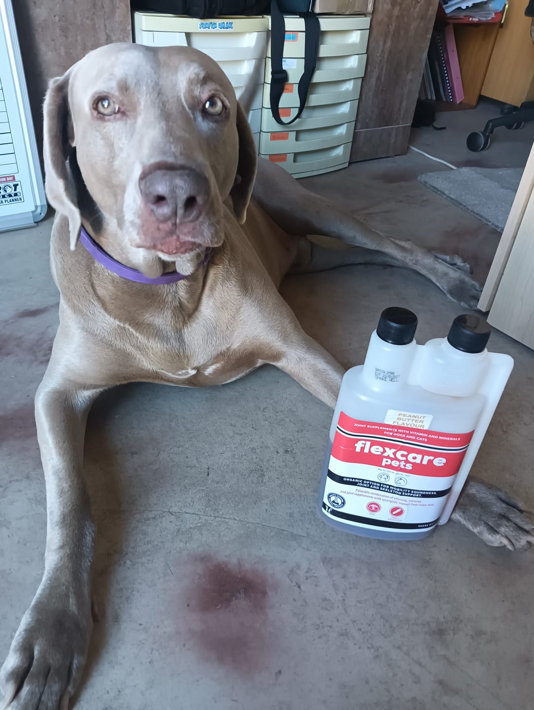 Customer photo review of FlexCare (Joint & Movement Support For Dogs)
