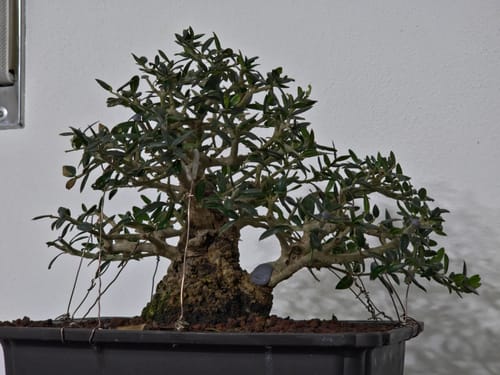 Customer photo review of BIO DOPED ULTRA CB® (Aumento Metabolico)