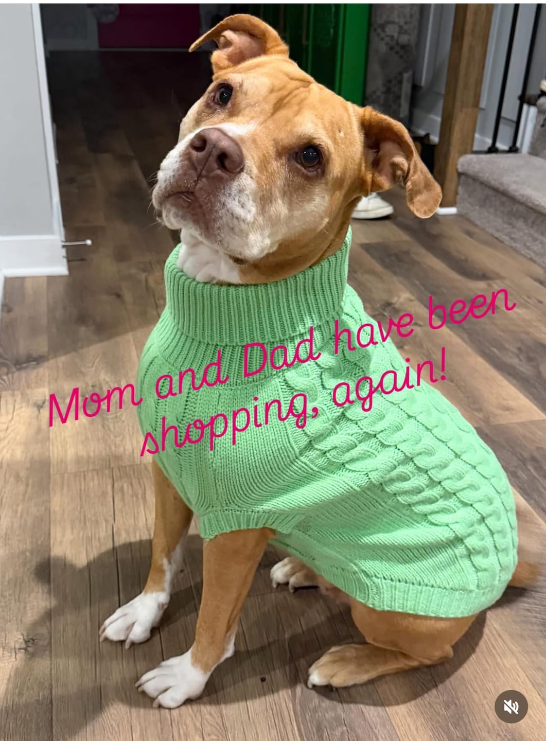Customer photo review of Cable Knit Dog Sweater - Mint Green