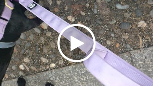 Customer video review of Guinzaglio Sniper 2.0