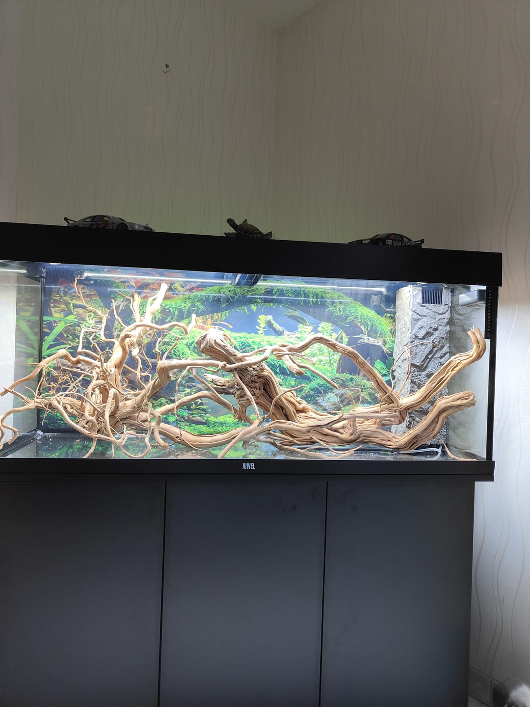 Customer photo review of Racine Naturelle Legno Dragon Skin MD - 60 à 90cm AMTRA