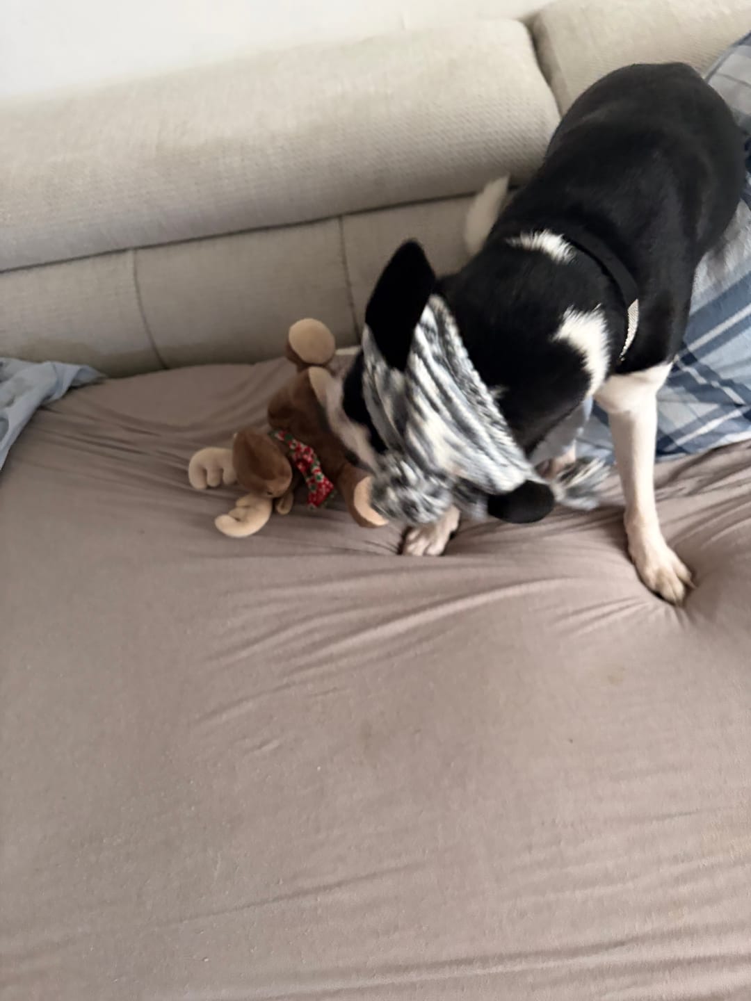 Customer photo review of Knit Pom Pom Dog Beanie Hats