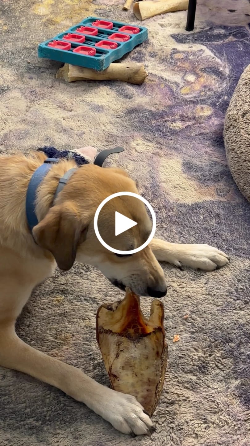 Customer video review of Chest Bone (11" x 6"x 3”): The Durable, Flavor-Packed Chew for Medium & Large Dogs