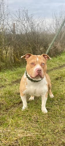 Customer photo review of COLLIER + LAISSE "GREEN ARMY"