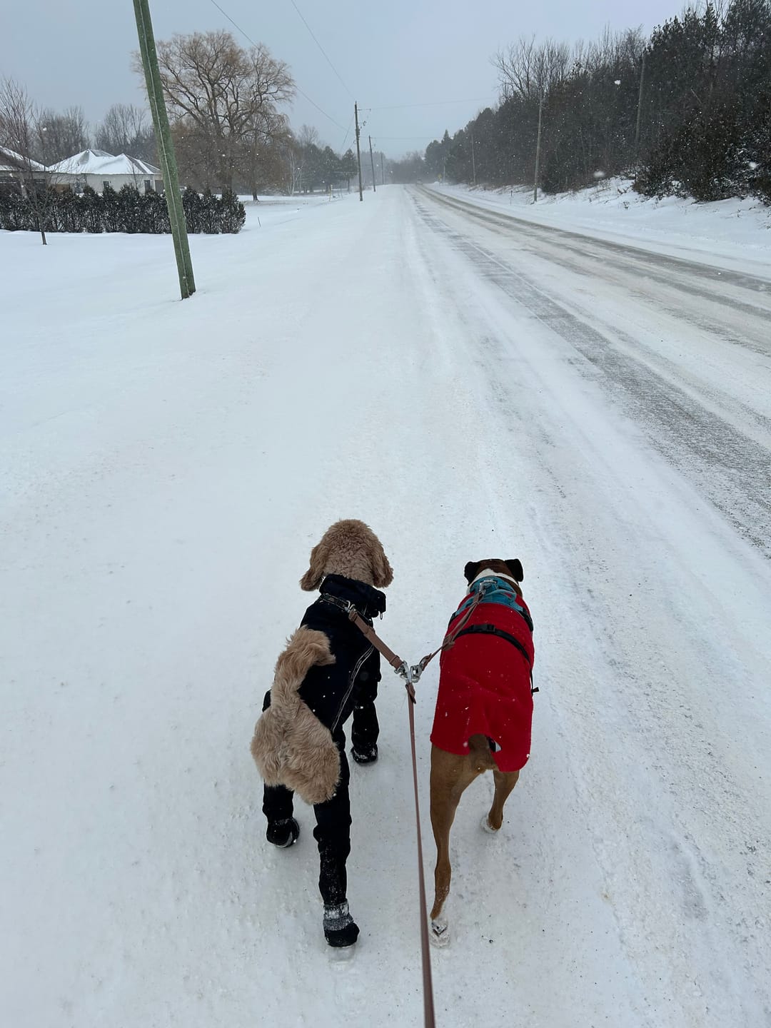 Customer photo review of Solace Waterproof Leash