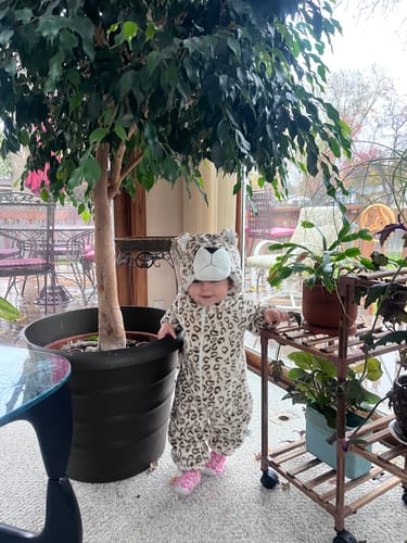 Reviewer shows off their large, healthy ficus tree next to a child after using Plant Food.