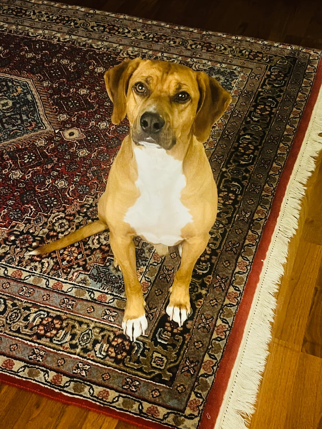 Customer photo review of Strotonin Dog Support