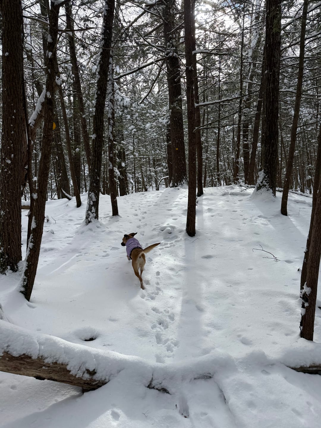 Customer photo review of WarmShield Water-Resistant Jacket - Lilac