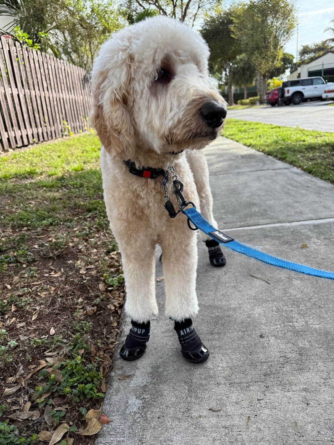 Customer photo review of AIR PUP DOG BOOTS - SET OF 4