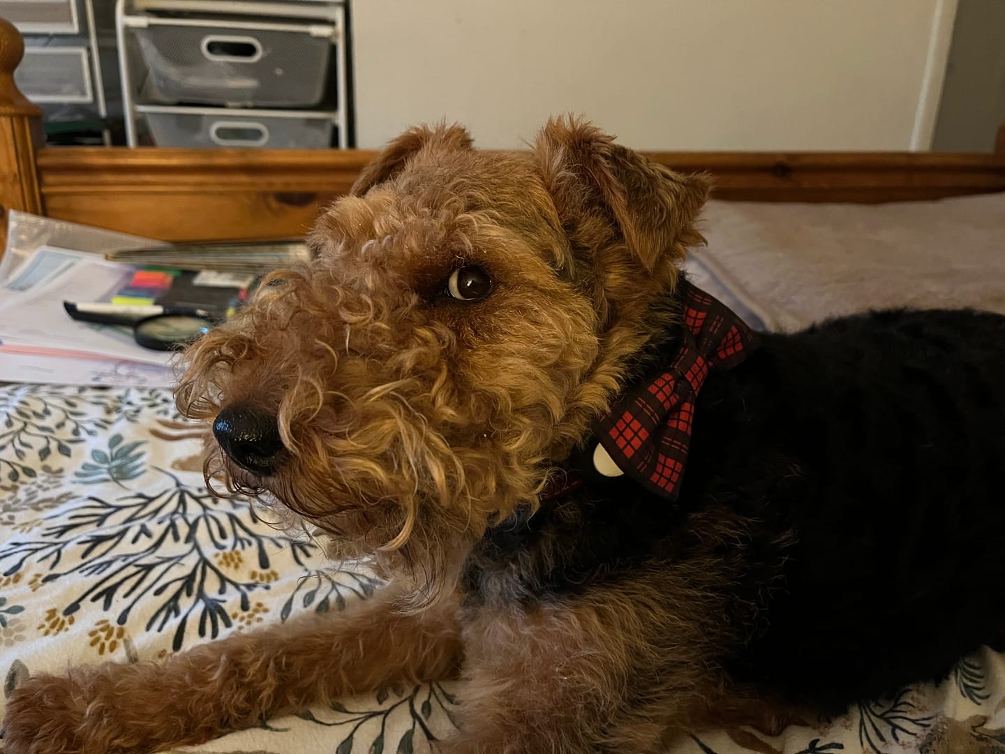 Customer photo review of Bow Tie - The Red Tartan One