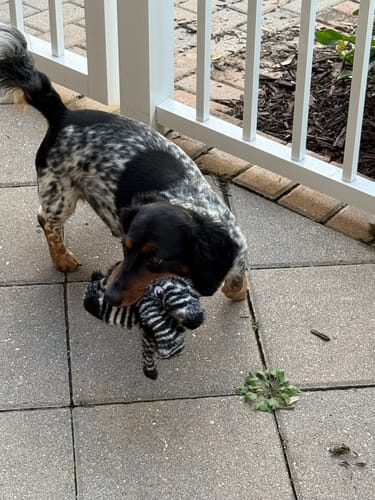 Customer photo review of USA Turkey Tendons