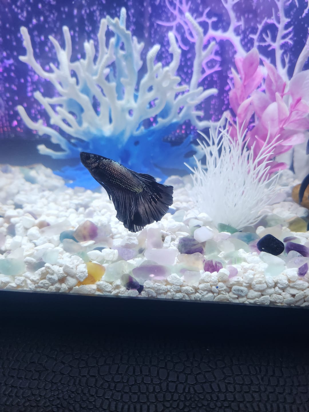 Customer photo review of Black Copper Halfmoon Male Betta Fish