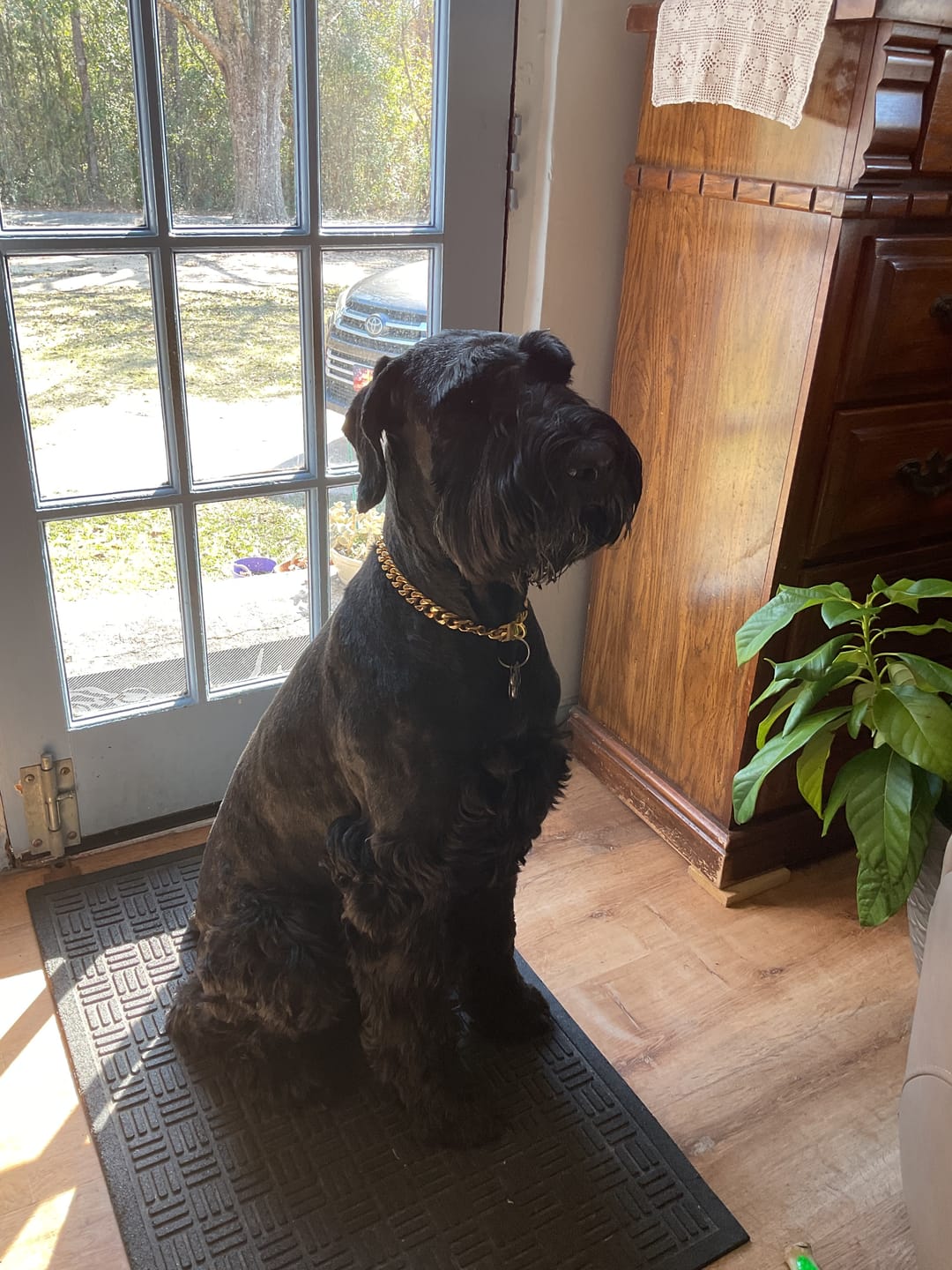 Customer photo review of Cuban Link Chain Dog Collar - Gold