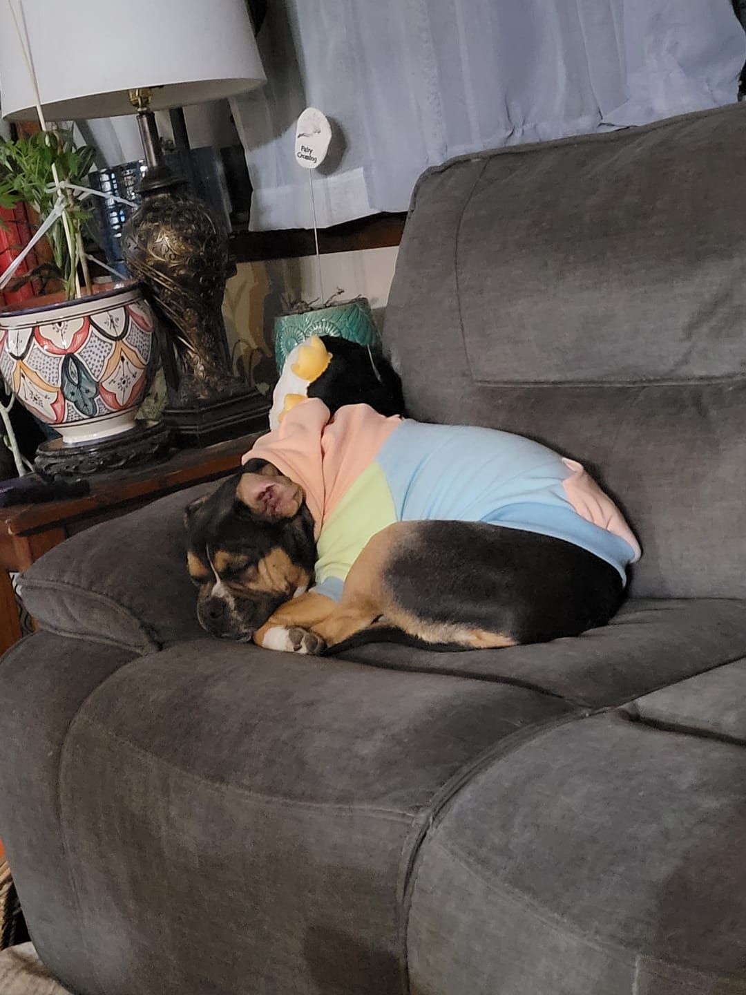 Customer photo review of Jelly Bean Dog Hoodie