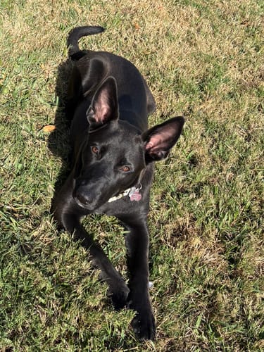 Customer's shiny black dog lying on the grass next to a Smoked Beef Marrow Bone.