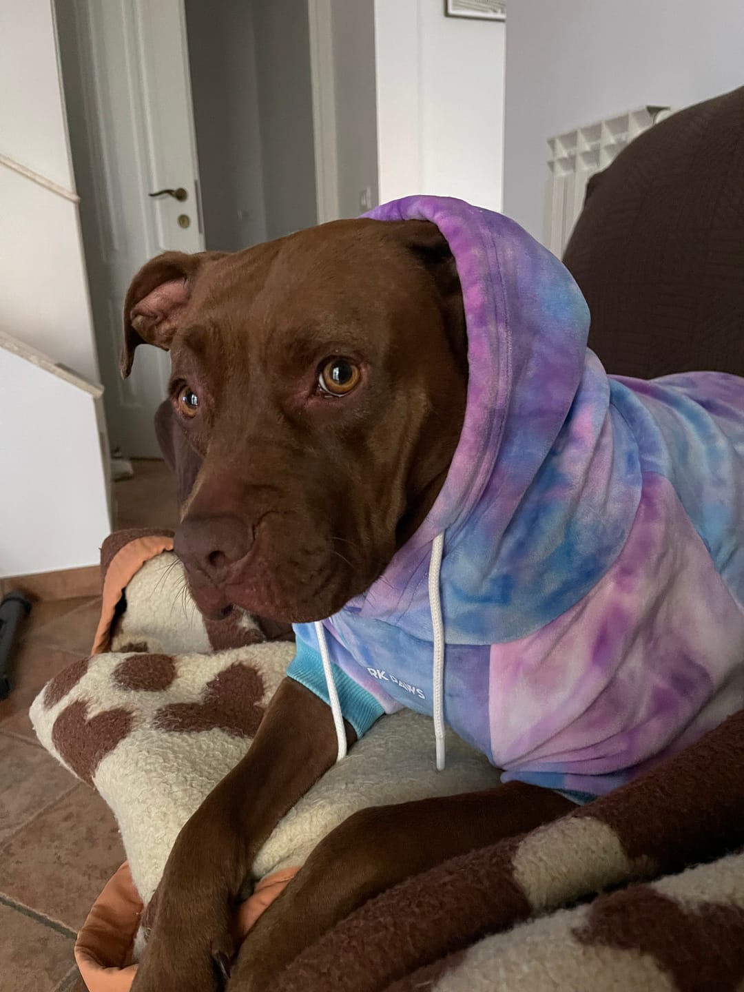 Customer photo review of Velvet Dog Hoodie - 90s Retro