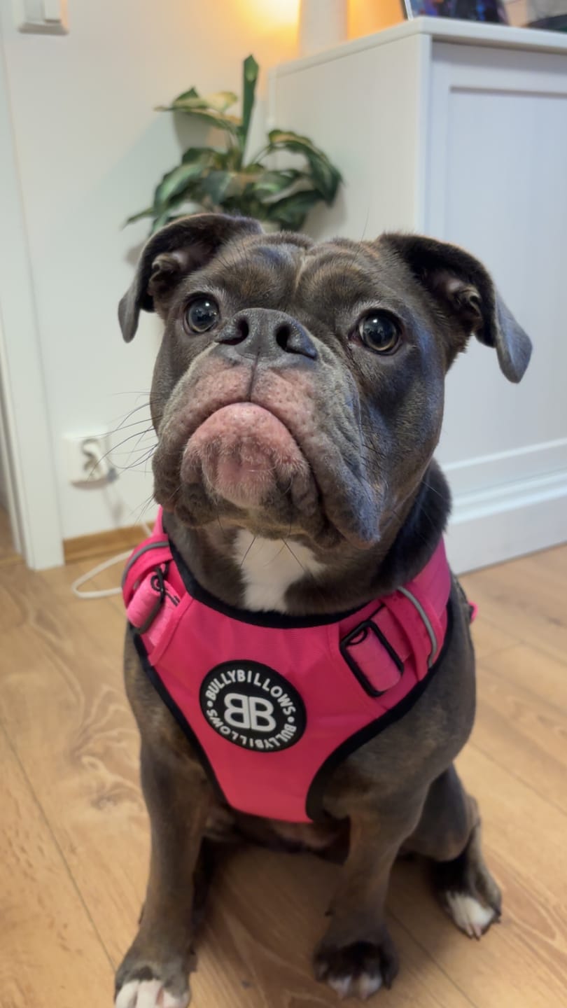 Customer photo review of Comfort Premium Harness | Non Restrictive - Magenta
