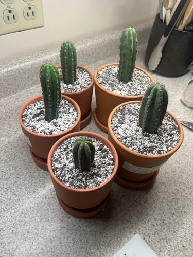 Customer photo review of Trichocereus Hybrid Variety Packs | Cactus Collector Variety Packs