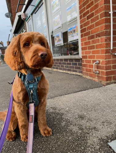 Customer photo review of Tough Trails™ Harness - Country Teal