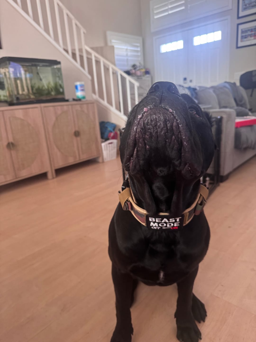 Customer photo review of 2.5" ProGuard Collar