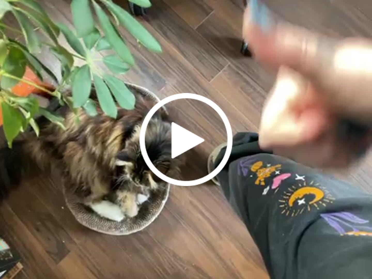 Customer video review of Searching for Serotonin Sweatpants