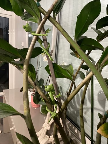 Customer photo review of Mamie-Frog® - Tuteur décoratif