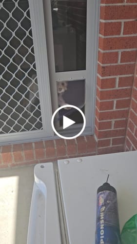 Customer video review of Patio Pet Door Insert