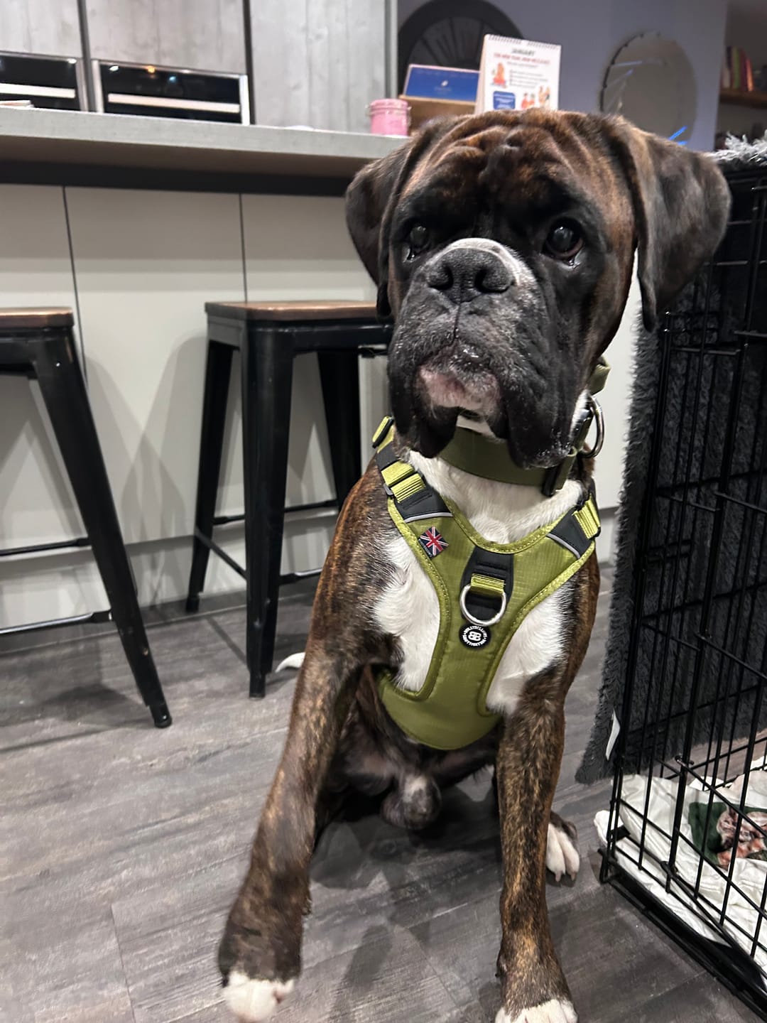Customer photo review of Anti Pull Hurricane Harness Lighter | With Handle - Olive Green