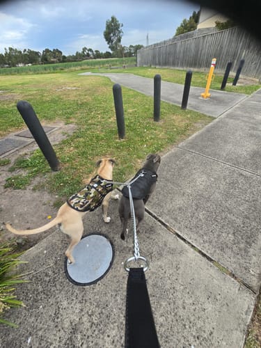 Customer photo review of Rogue Active Dog Jacket Fast Fit - Black