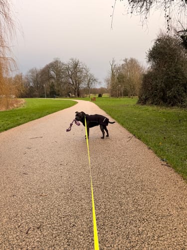 Customer photo review of Dog Fleece With Zip - Black