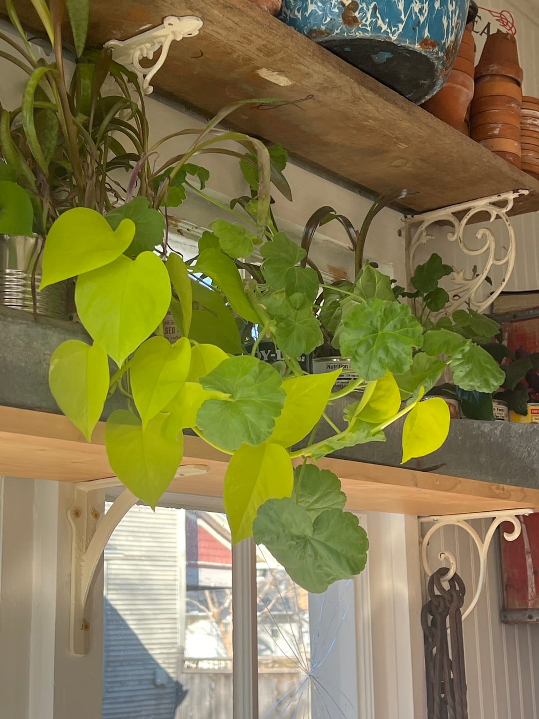 Customer photo review of Soil Refresh