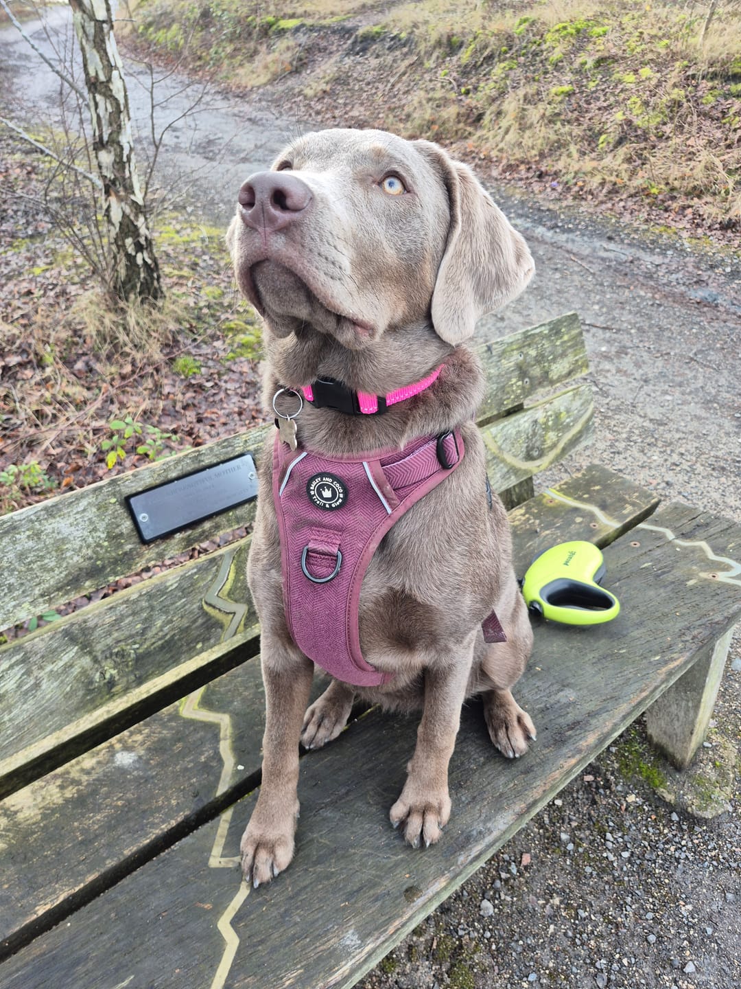 Customer photo review of Trail & Glow® Dog Harness - Mulberry Tweed
