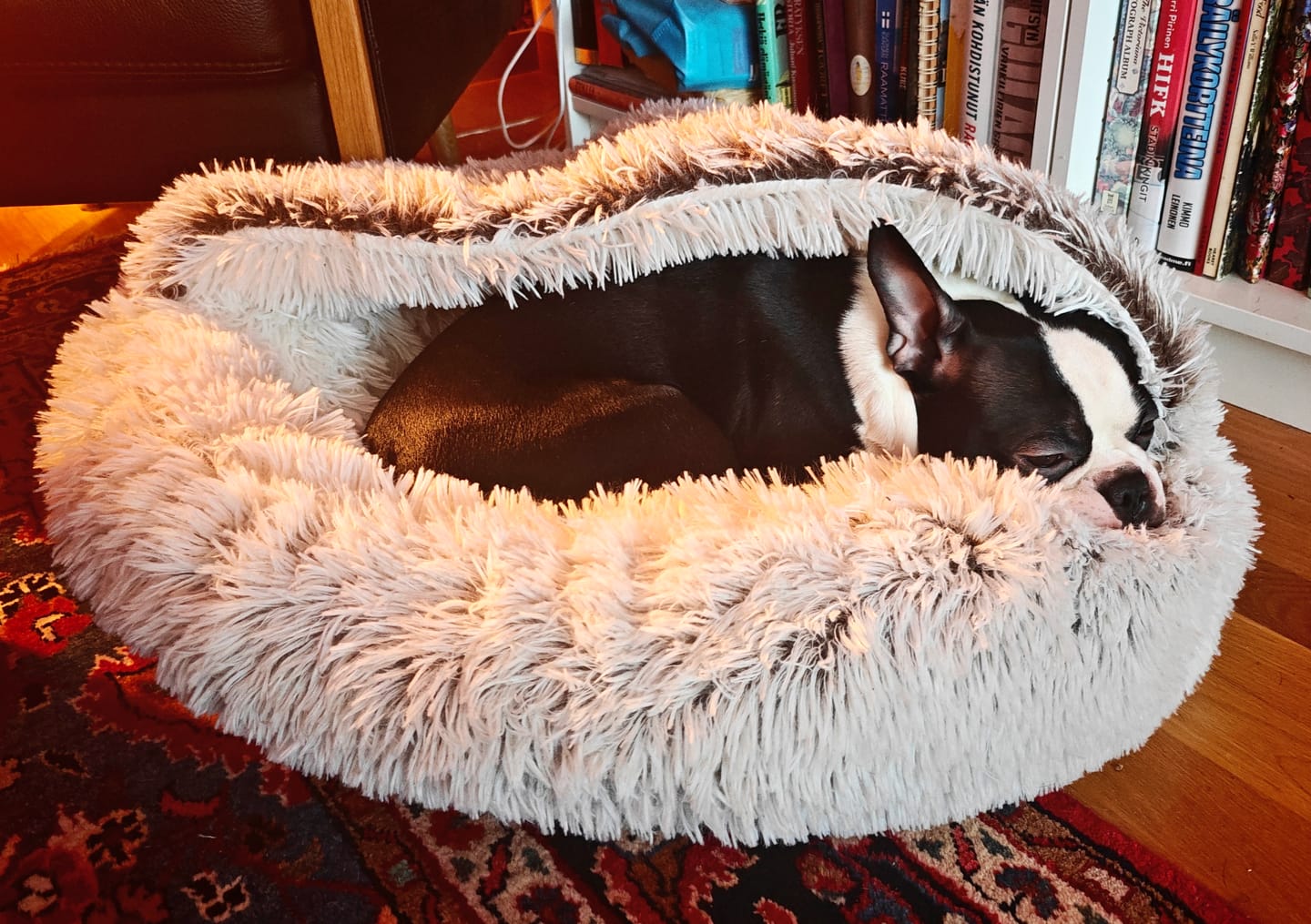 Customer photo review of CozyCave™ rauhoittava luolapeti koirille