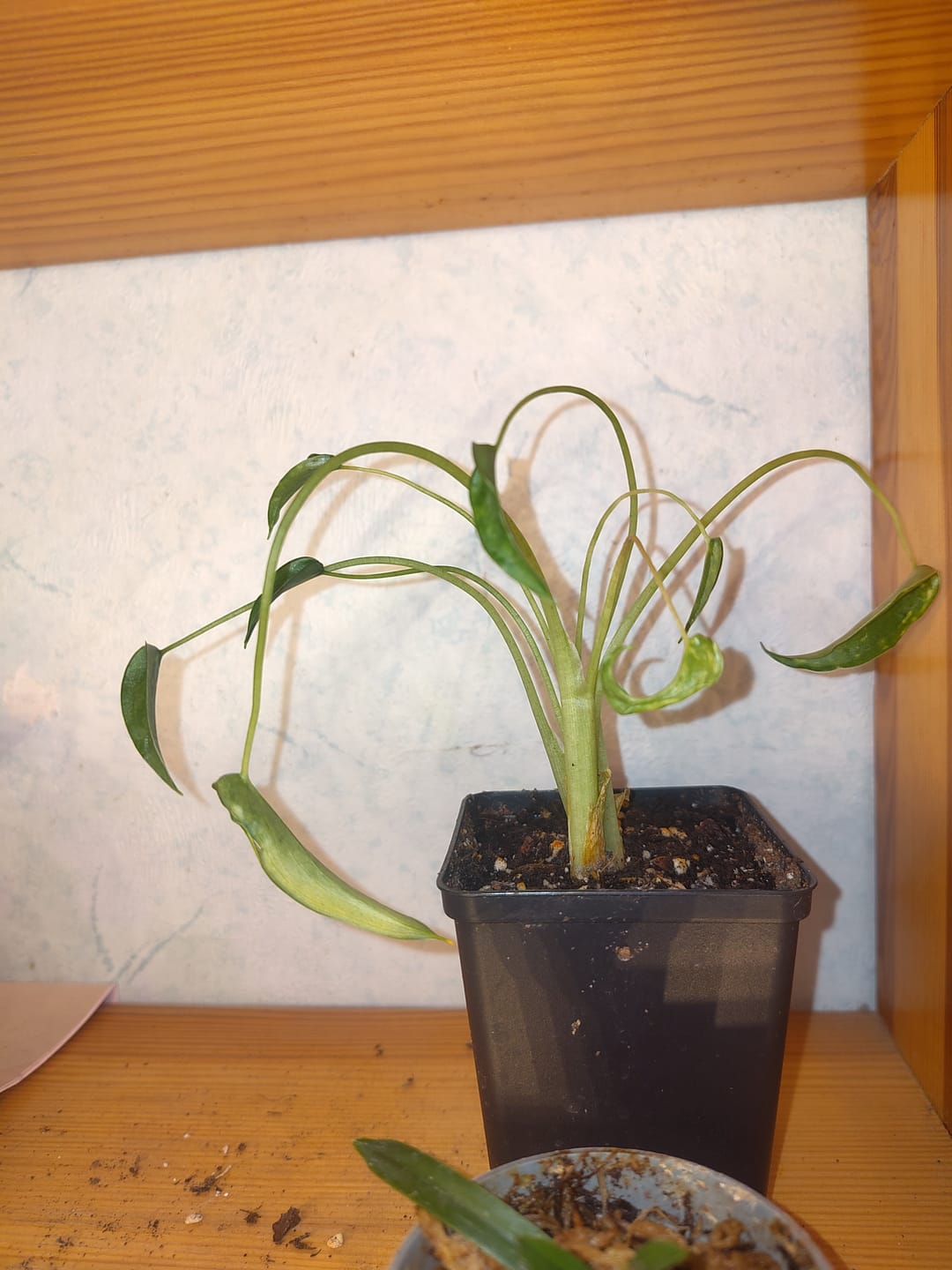 Customer photo review of ALOCASIA TINY DANCER