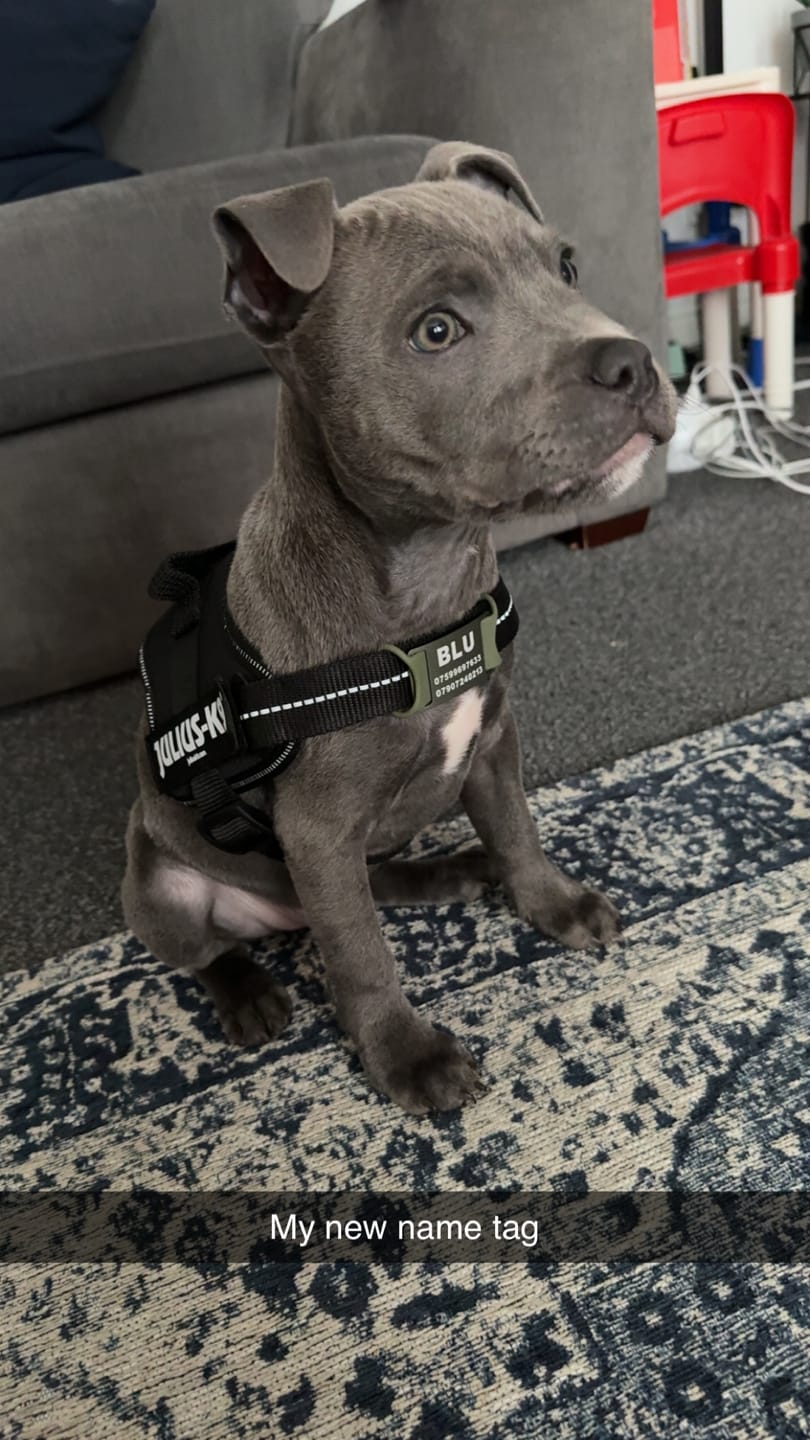 Customer photo review of Dog ID Attachment Tag (8 Colour Choices)