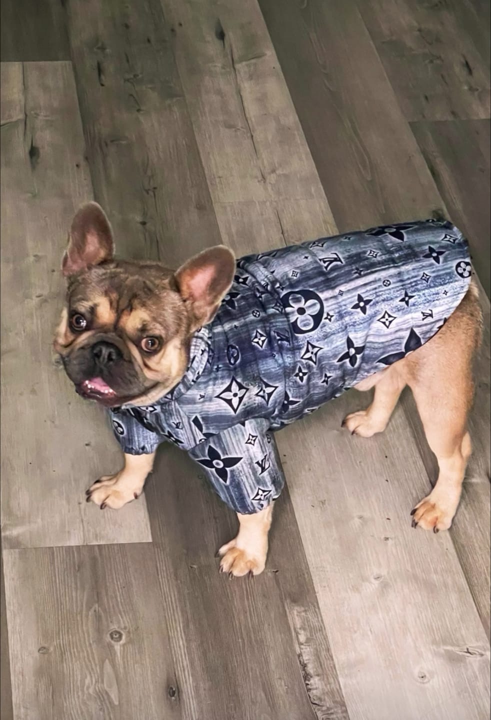 Customer photo review of Designer Winter Dog Dope Coat