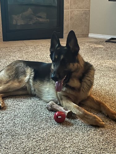 Reviewer's German Shepherd lying on a carpet with a Smoked Beef Marrow Bone.