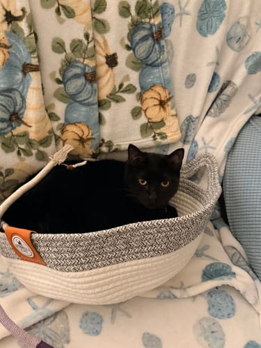 Customer photo review of Instinct Basket | Handwoven & Chemical-Free Cat Territory