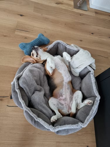Der Hund eines Kunden, der Lucky Belly erhält, liegt entspannt auf dem Rücken in seinem Hundebett.