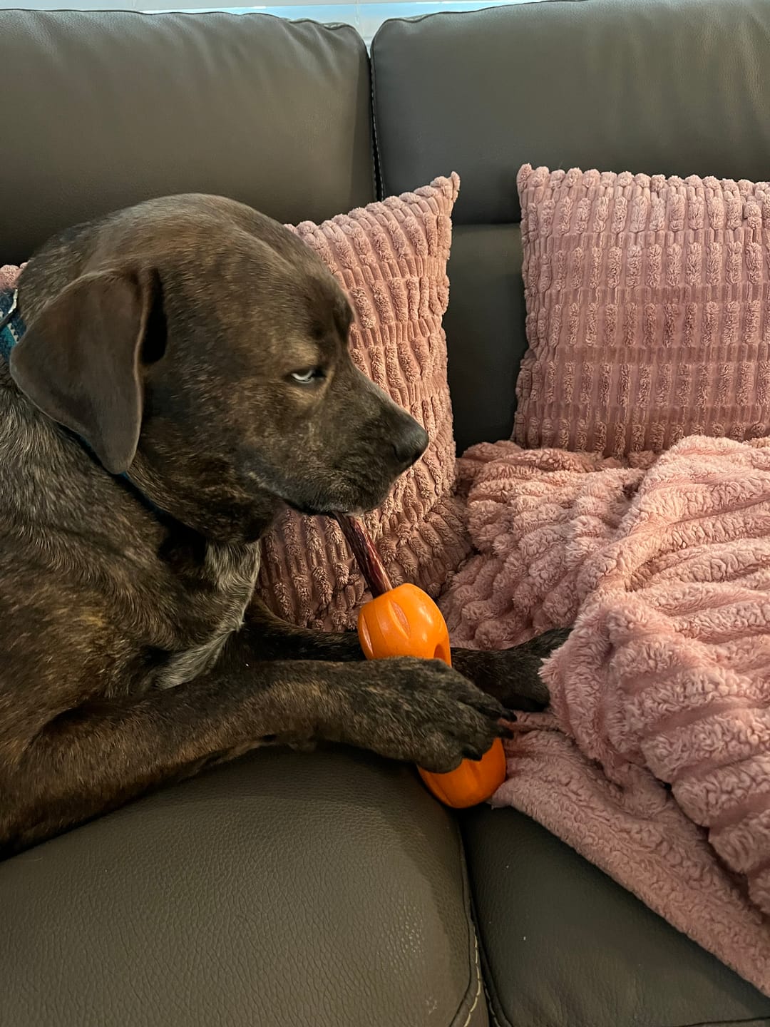 Customer photo review of 10-12 Inch Champion Chew